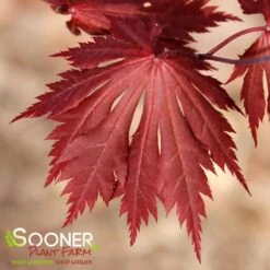 GLORIA UPRIGHT JAPANESE MAPLE -Happy Planter Shop DETA3 3096