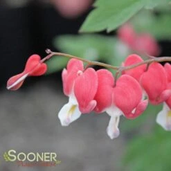 VALENTINE BLEEDING HEART -Happy Planter Shop DETA3 3126