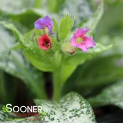 SILVER BOUQUET LUNGWORT -Happy Planter Shop DETA3 3138