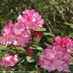 DANDY MAN® PINK RHODODENDRON 8 DANDY MAN® PINK RHODODENDRON -Happy Planter Shop DETA3 3446