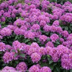 DANDY MAN® PURPLE RHODODENDRON -Happy Planter Shop DETA3 3447