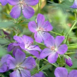 JOHNSON'S BLUE GERANIUM -Happy Planter Shop DETA3 3593