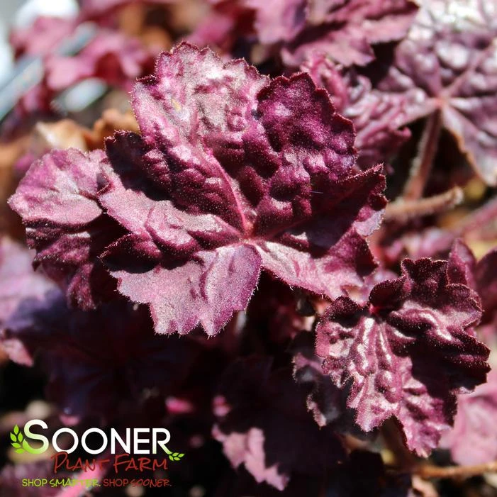 PRIMO® WILD ROSE CORAL BELLS 2 PRIMO® WILD ROSE CORAL BELLS - Image 2