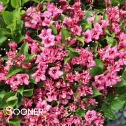 SNIPPET® DARK PINK WEIGELA 5 SNIPPET® DARK PINK WEIGELA -Happy Planter Shop DETA3 3753
