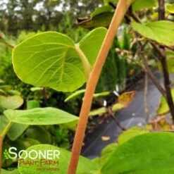 FRAGRANT SNOWBELL -Happy Planter Shop DETA3 3762