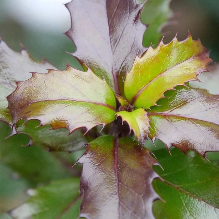 CASTLE KEEP® BLUE HOLLY 2 CASTLE KEEP® BLUE HOLLY - Image 2