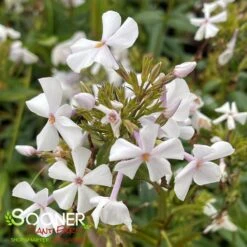 FASHIONABLY EARLY CRYSTAL GARDEN PHLOX 5 FASHIONABLY EARLY CRYSTAL GARDEN PHLOX -Happy Planter Shop DETA3 3879