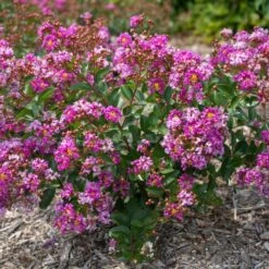 BELLINI® GRAPE CRAPEMYRTLE -Happy Planter Shop DETA3 3955