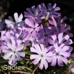 BEDAZZLED LAVENDER PHLOX 7 BEDAZZLED LAVENDER PHLOX -Happy Planter Shop DETA3 3969