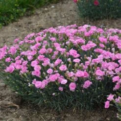 FRUIT PUNCH® SWEETIE PIE DIANTHUS -Happy Planter Shop DETA3 4105
