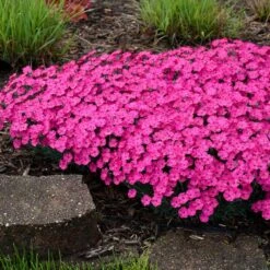 PAINT THE TOWN MAGENTA DIANTHUS 9 PAINT THE TOWN MAGENTA DIANTHUS -Happy Planter Shop DETA3 4107