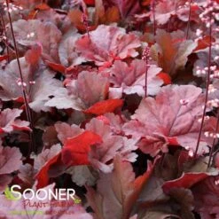 PRIMO® MAHOGANY MONSTER CORAL BELLS -Happy Planter Shop DETA3 4125
