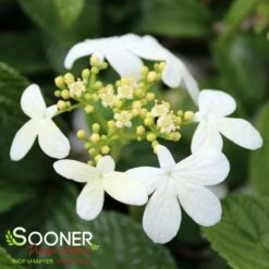 SUMMER SNOWFLAKE DOUBLEFILE VIBURNUM -Happy Planter Shop DETA3 413