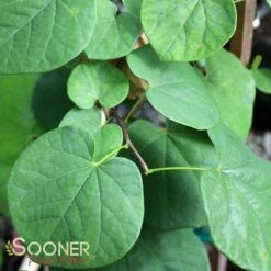 VANILLA TWIST WEEPING REDBUD -Happy Planter Shop DETA3 4215