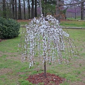 SNOW FOUNTAIN WEEPING FLOWERING CHERRY 5 SNOW FOUNTAIN WEEPING FLOWERING CHERRY - Image 5