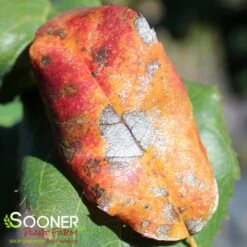 ROBIN HILL SERVICEBERRY -Happy Planter Shop DETA3 435