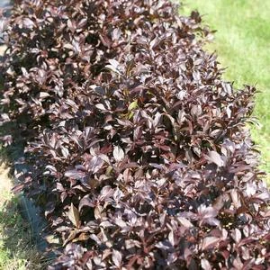 MIDNIGHT WINE SHINE® WEIGELA 2 MIDNIGHT WINE SHINE® WEIGELA - Image 2