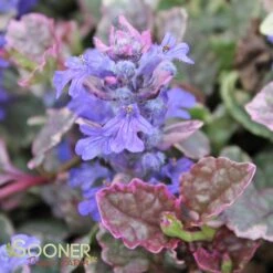 BURGUNDY GLOW AJUGA -Happy Planter Shop DETA3 447