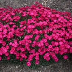 PAINT THE TOWN RED DIANTHUS -Happy Planter Shop DETA3 4548