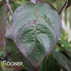 SUPER PRINCESS DOGWOOD -Happy Planter Shop DETA3 4699