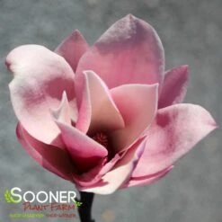 GALAXY MAGNOLIA -Happy Planter Shop DETA3 4796