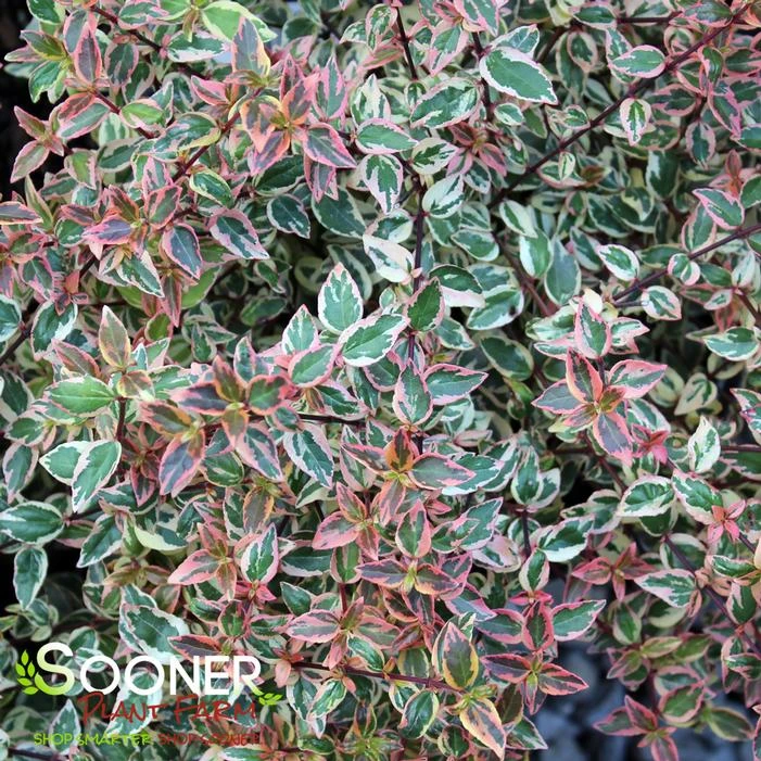 TRES AMIGOS® ABELIA 3 TRES AMIGOS® ABELIA - Image 3