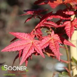 BENI MAIKO UPRIGHT JAPANESE MAPLE -Happy Planter Shop DETA3 4895