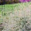 PRAIRIE WINDS® NIAGARA FALLS SWITCH GRASS
