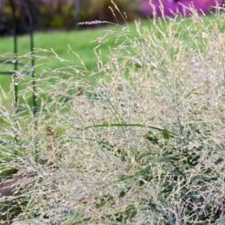 PRAIRIE WINDS® NIAGARA FALLS SWITCH GRASS
