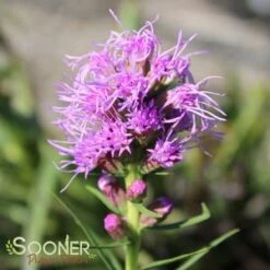 KOBOLD GAYFEATHER 7 KOBOLD GAYFEATHER -Happy Planter Shop DETA3 503