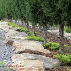 TAYLOR JUNIPER - FORMAL STYLE