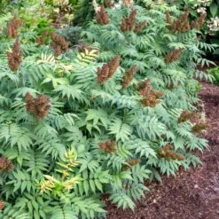 CHERRY ON TOP™ SORBARIA -Happy Planter Shop DETA3 5197