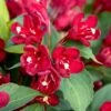MAROON SWOON™ WEIGELA