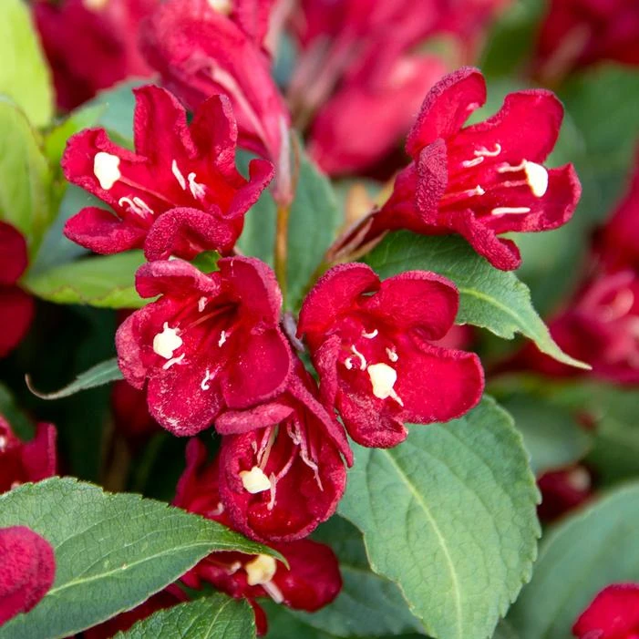 MAROON SWOON™ WEIGELA 1 MAROON SWOON™ WEIGELA