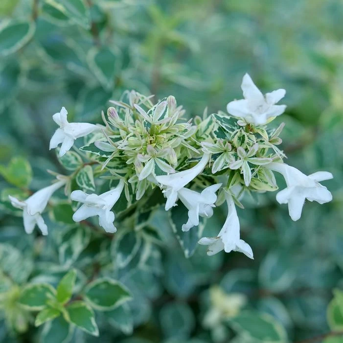 MUCHO GUSTO™ ABELIA 2 MUCHO GUSTO™ ABELIA - Image 2