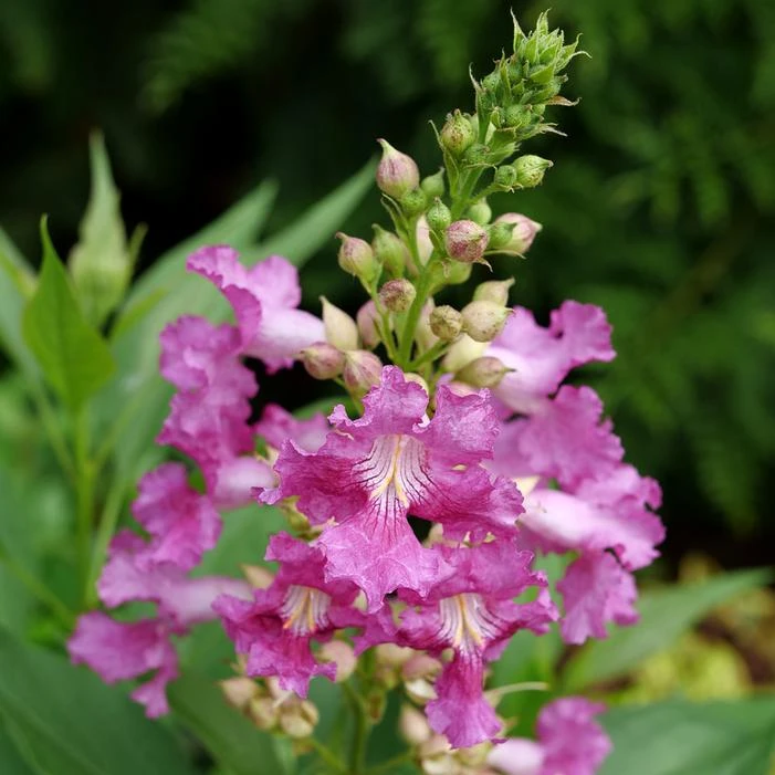 EL NIÑO™ CHITALPA 1 EL NIÑO™ CHITALPA