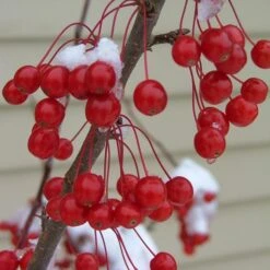 SWEET SUGAR TYME® CRABAPPLE -Happy Planter Shop DETA3 5288