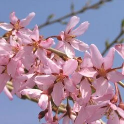 PINK SNOW SHOWERS™ WEEPING CHERRY -Happy Planter Shop DETA3 5289