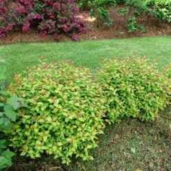 DOUBLE PLAY® DOLLY™ SPIRAEA -Happy Planter Shop DETA3 5303