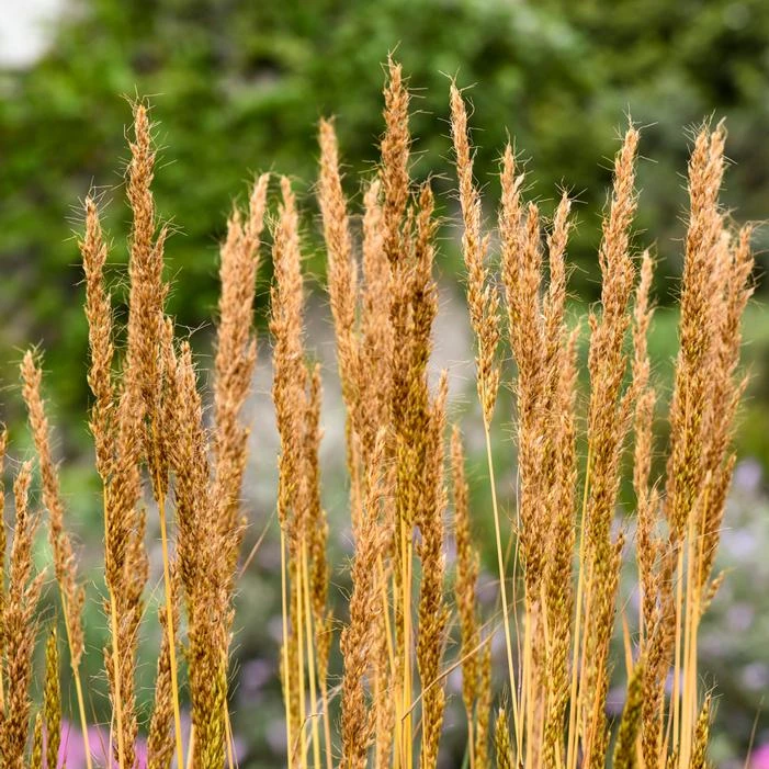 GOLDEN SUNSET® INDIAN GRASS 3 GOLDEN SUNSET® INDIAN GRASS - Image 3