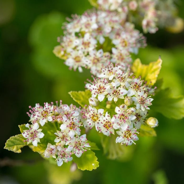 LUCKY DEVIL® NINEBARK 2 LUCKY DEVIL® NINEBARK - Image 2