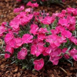 VIVID™ BRIGHT LIGHT DIANTHUS -Happy Planter Shop DETA3 5410