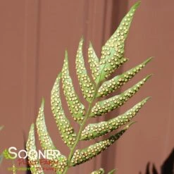 JURASSIC™ STEGOSAURUS JAPANESE HOLLY FERN 5 JURASSIC™ STEGOSAURUS JAPANESE HOLLY FERN -Happy Planter Shop DETA3 5564