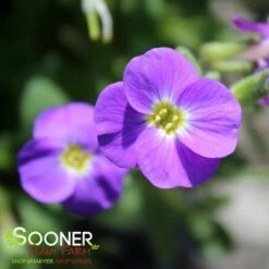 ROCK ON BLUE ROCK CRESS -Happy Planter Shop DETA3 5675