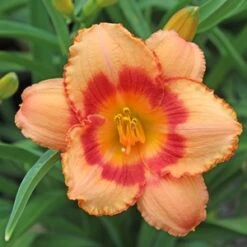 STRAWBERRY CANDY DAYLILY -Happy Planter Shop DETA3 568