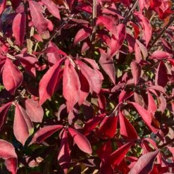FIRE BALL® SEEDLESS BURNING BUSH -Happy Planter Shop DETA3 5731
