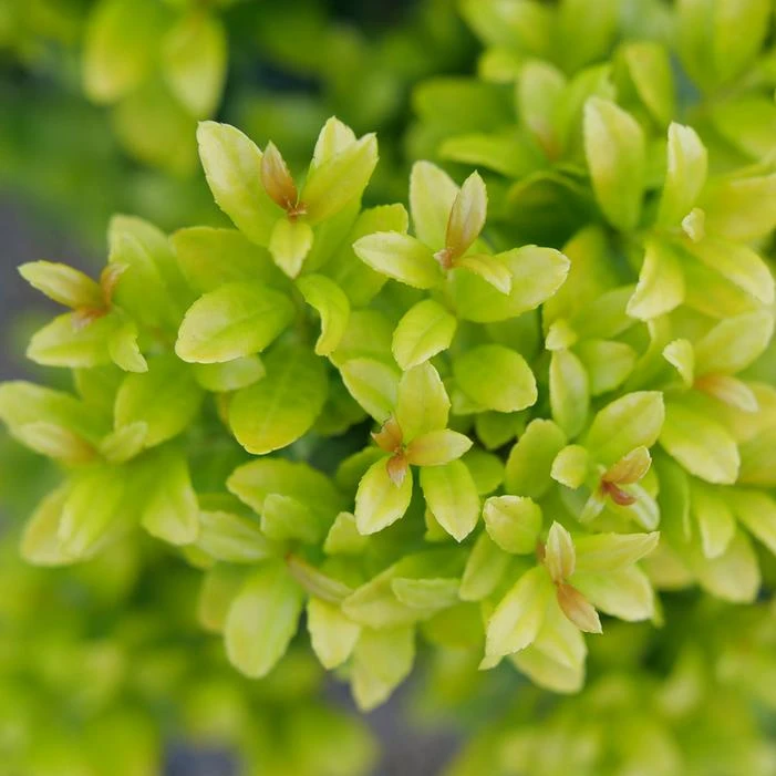 GLOW POP™ JAPANESE HOLLY 2 GLOW POP™ JAPANESE HOLLY - Image 2