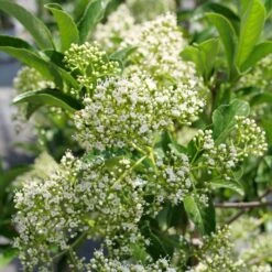 YARDLINE™ VIBURNUM -Happy Planter Shop DETA3 5749