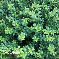 LUCKY MARBLE™ DWARF JAPANESE HOLLY