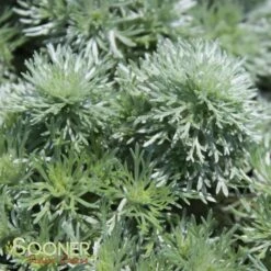 SILVER MOUND WORMWOOD 5 SILVER MOUND WORMWOOD -Happy Planter Shop DETA3 587